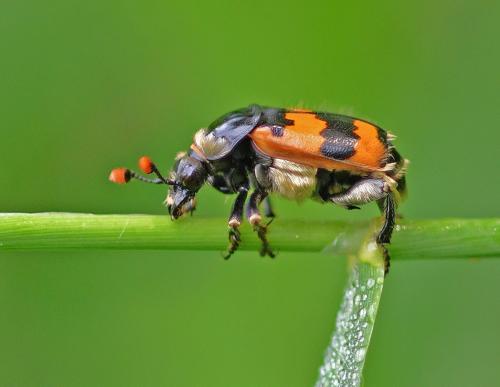 Nicrophorus vespillo